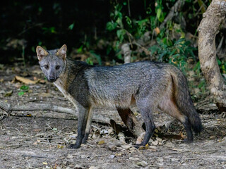 Fototapeta premium Crab-eating Fox closeup portrait at night