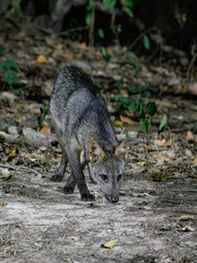 Naklejka premium Crab-eating Fox closeup portrait at night