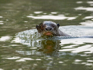 Close-up of Giant Otter Swimming   in Green Water