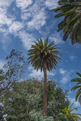 Fototapeta premium Parque de Malaga, Jardin Subtropical, Malaga botanical garden with old wooden benches for walkers. Andalusia, Spain