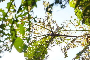 leaves on a tree with holes from insects