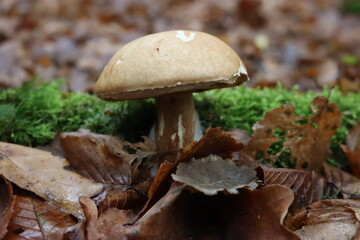 mushrooms in the forest
