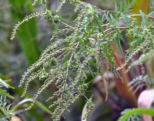 Ambrosia (Ambrosia artemisiifolia) grows in nature