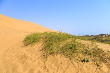 African horned cucumber, kiwano , traditional food plant in Africa. Sandwich Harbor, Namibia.
