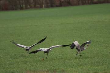 Trois grues cendrées qui prennent leur envol 