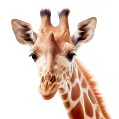 Poster AI generative giraffe isolated on white © I LOVE PNG