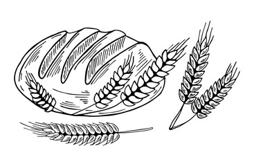 Hand drawing bread and spikelets. Black outline food illustration. Bakery line art drawing.