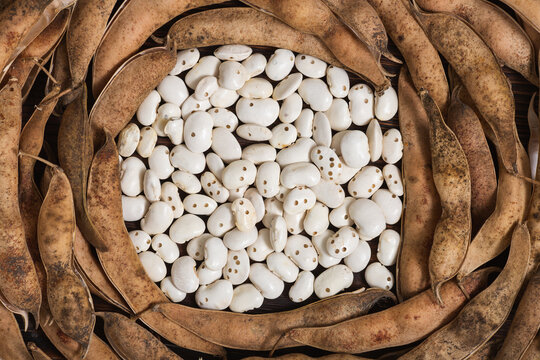Beans damaged by Acanthoscelides obtectus, a beetle. Bean background