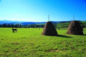 bales in the field