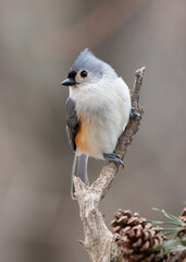 small song bird on perch