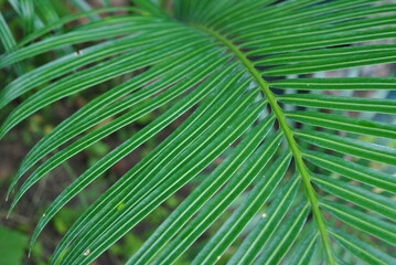 palm tree leaf