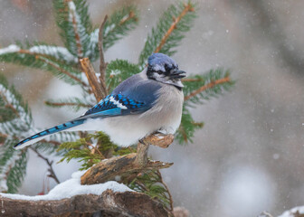 Blue jay in snow on perch
