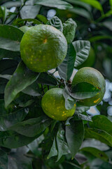 Organic lemon plantations fruits close up background. Málaga, Andalusia, Spain. Backgrounds for graphics designers.