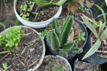 Cactus false