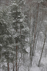 Winter beautiful landscape in the forest