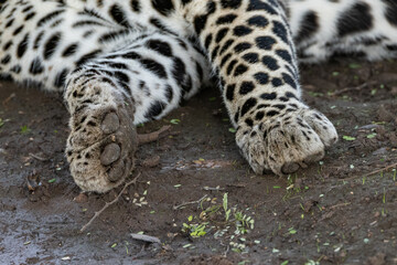 paws of a Leopard