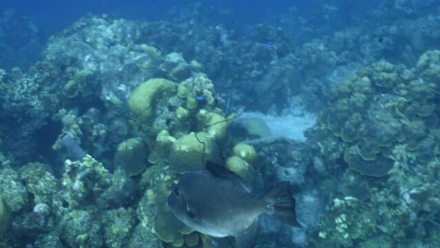 Seascape with Ocean Triggerfish in coral reef of Caribbean Sea, Curacao