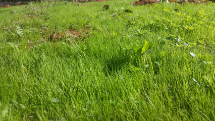 Grass, vegetation landscape