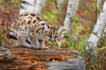 Cougar Kitten (Puma concolor) Licks Nose While Looking Off Side of Log Autumn