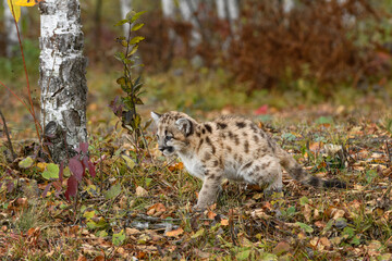 Obraz premium Cougar Kitten (Puma concolor) Squats to Pee Autumn