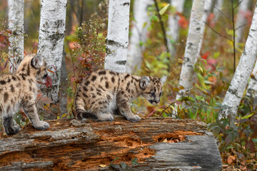 Two Cougar Kittens (Puma concolor) on Log Together Autumn