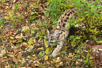 Cougar Kitten (Puma concolor) Steps Out of Small Bush on Ground Autumn