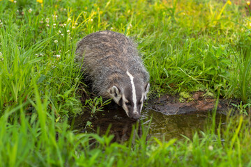 Obraz premium North American Badger (Taxidea taxus) Cub Drinks From Small Pool of Water Summer