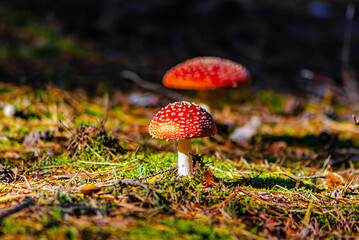 Fliegenpilze im Wald bei Sonnenlicht - Toadstools in the forest in sunlight