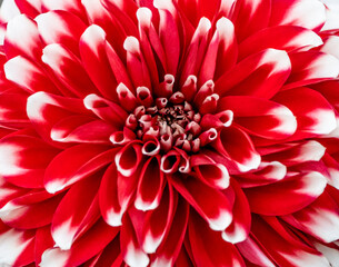 red dahlia flower macro