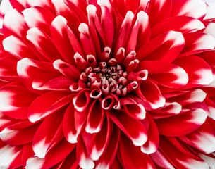 Foto op Canvas red dahlia flower macro © MITHUN KUMAR