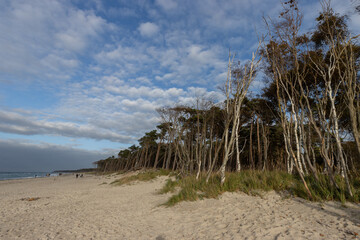 Scenic beach scenery with forest at the famous Weststrand..