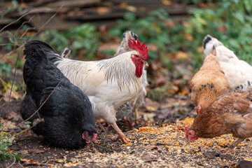 Colorful Rooster in the Farm. Autumn leaves in Foreground and Blurry Background. Red Jungle Fowl, Natural Light During the Day. Portrait. Rooster Going to Crow.