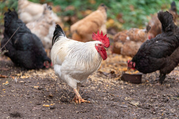 Colorful Rooster in the Farm. Autumn leaves in Foreground and Blurry Background. Red Jungle Fowl, Natural Light During the Day. Portrait. Rooster Going to Crow.