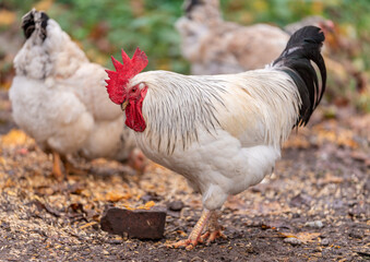 Colorful Rooster in the Farm. Autumn leaves in Foreground and Blurry Background. Red Jungle Fowl, Natural Light During the Day. Portrait. Rooster Going to Crow.