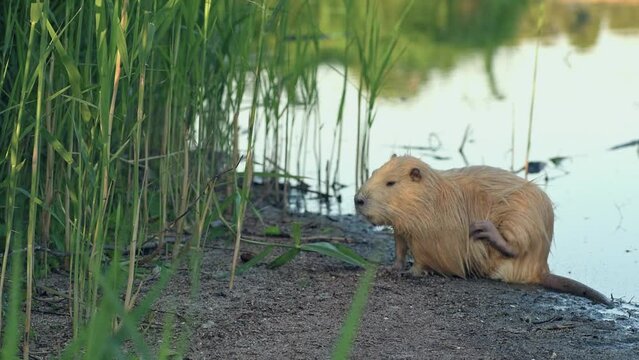 
Nutria also known as Coypu (Myocastor coypus) sitting on the shore of the pond next to the reeds.
