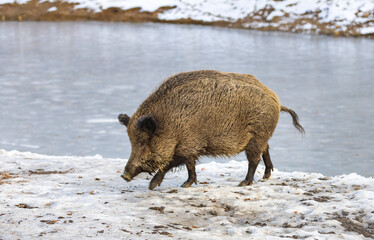 Wild boar - Sus scrofa - in the forest and by the in its natural habitat. Photo of wild nature.