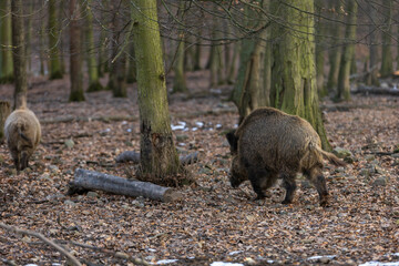 Wild boar - Sus scrofa - in the forest and by the in its natural habitat. Photo of wild nature.