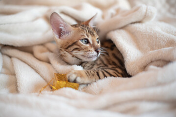 Portrait of bengal kitten  with present box covered in white blanket, holidays banner 