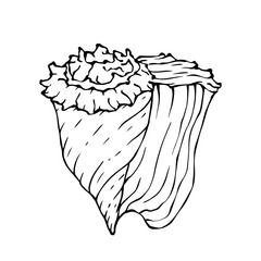 Seashells sketch . Vector graphics.	
