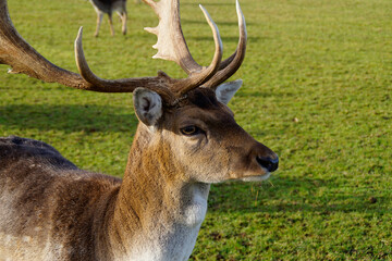 beautiful fallow deer on a sunny and warm December day	in the Bavarian village Konradshofen (Bavaria, Germany)
