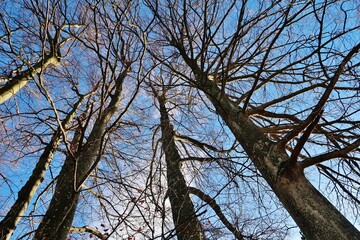 Baumkronen im Winter