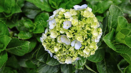 French hydrangea or Hydrangea macrophylla or Nikko green blooming in the garden.