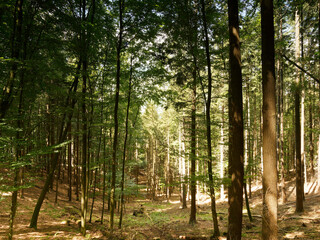 Wald Landschaft in Hessen. Burgwaldliege Stirnhelle-Rundweg in Hessen sieht aus wie ein Märchenlandschaft zwischen mit kleinen Lichtungen und Buchenmischwald, Waldkiefern und Eichen 