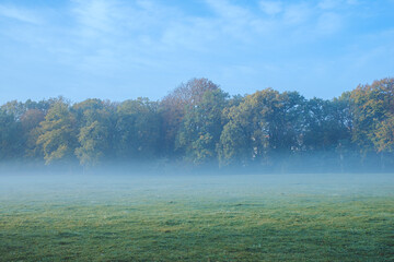 Early morning ground fog in a Park