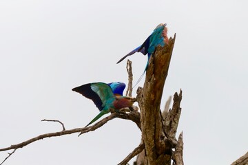 a pair of lilac breasted roller displaying mating dance