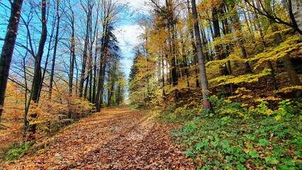 Fototapeta premium autumn in the forest