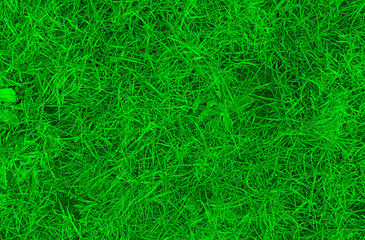 Fototapeta premium Trawa zielona tło tekstura