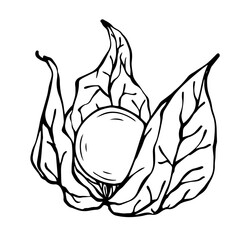 Fesalis berry line sketch.Vector graphics.