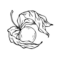 Fesalis berry line sketch.Vector graphics.