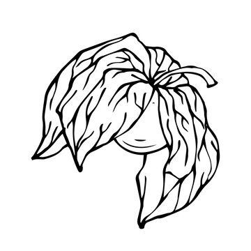 Fesalis berry line sketch.Vector graphics.
